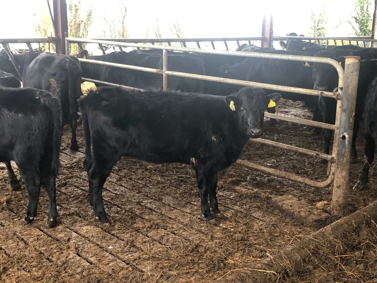 Organic Pedigree Kerry Heifers - Image 3