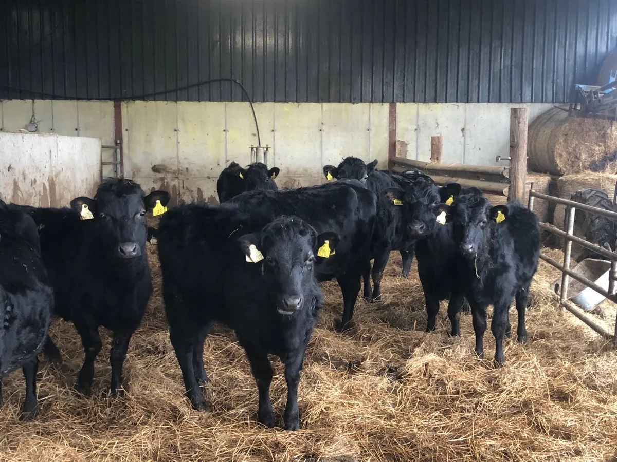 Organic Pedigree Kerry Heifers - Image 4