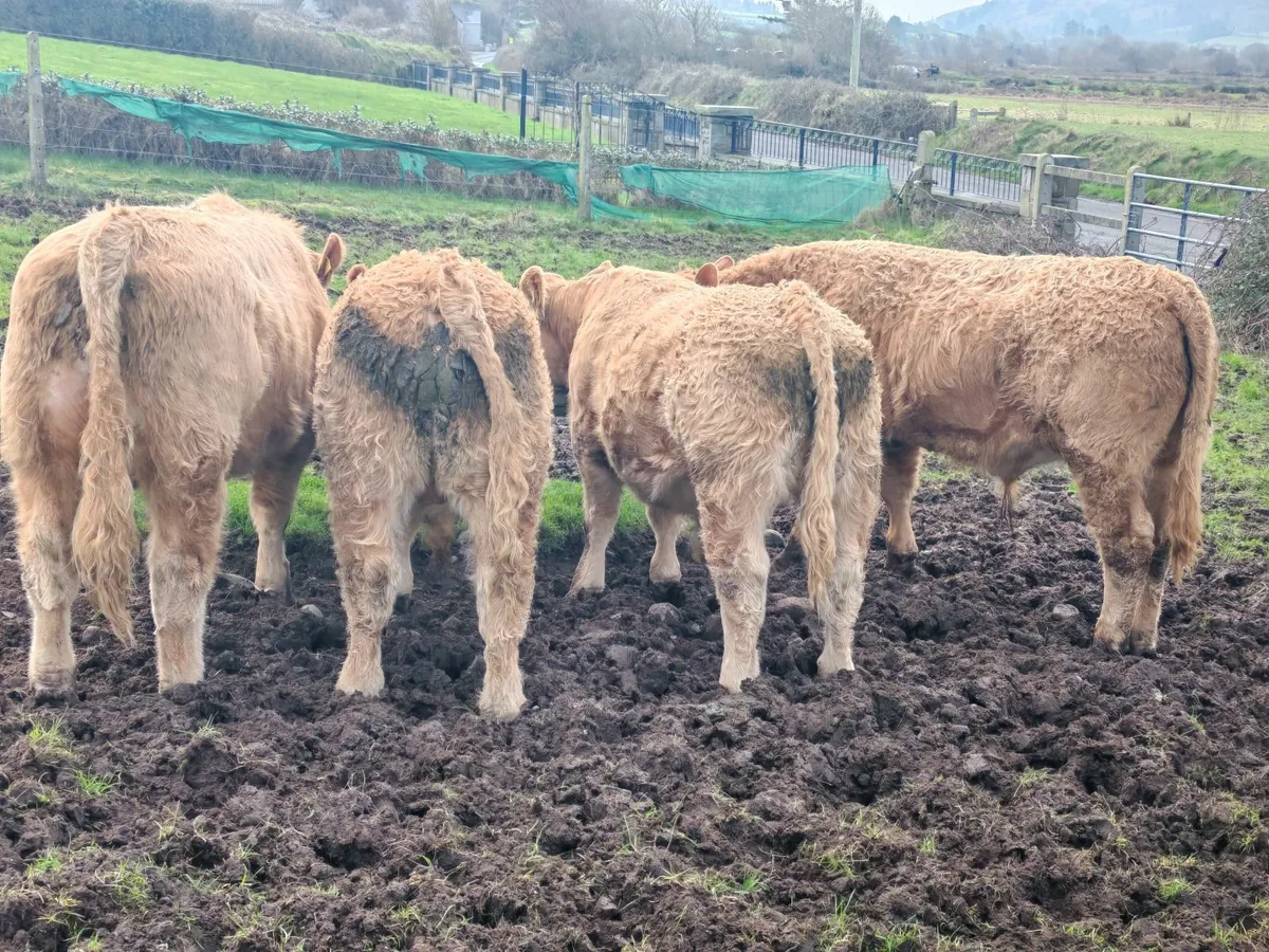 Weanling bulls - Image 1