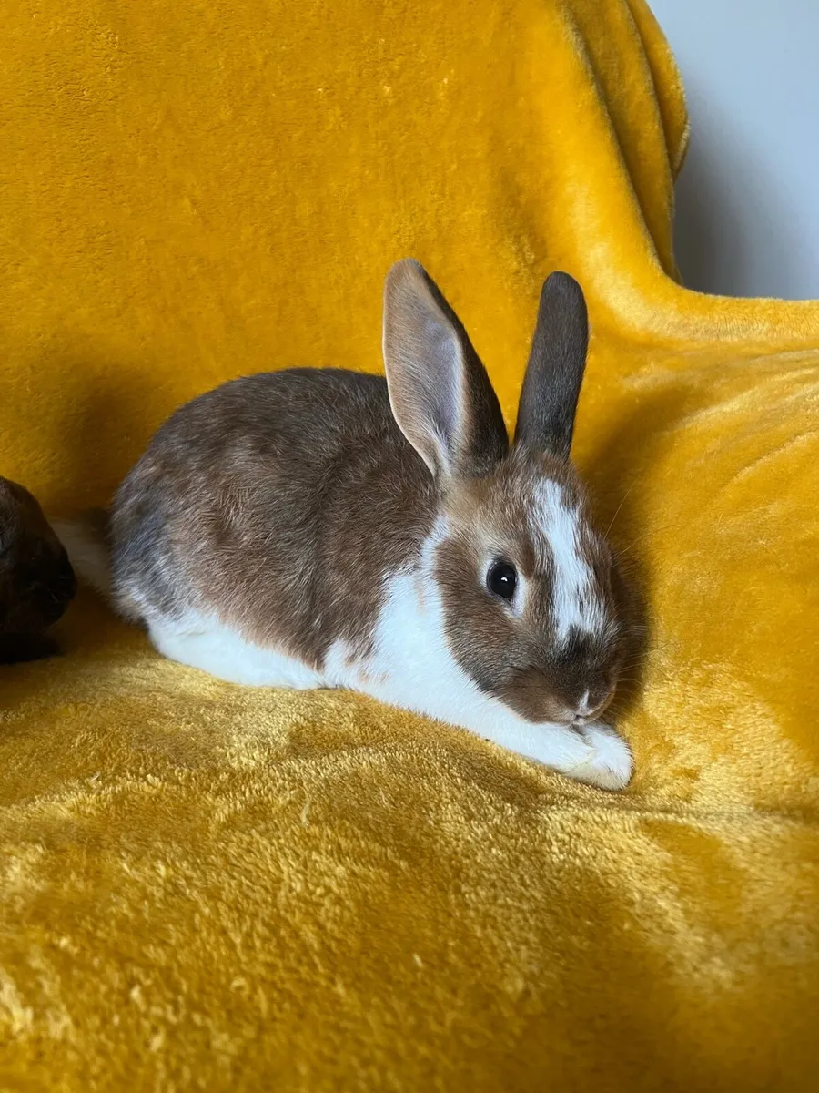 Rex X rabbits - Image 4