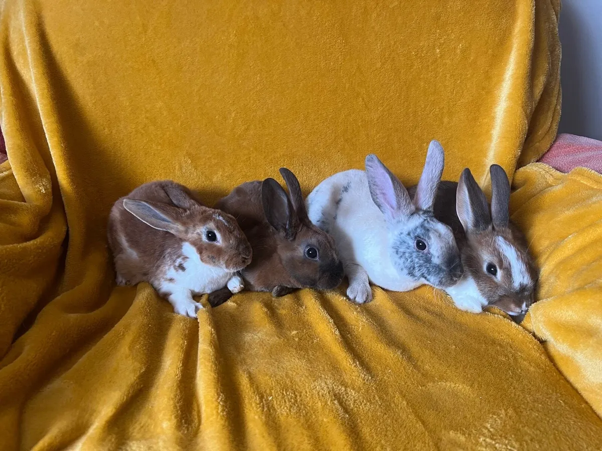 Rex X rabbits - Image 3