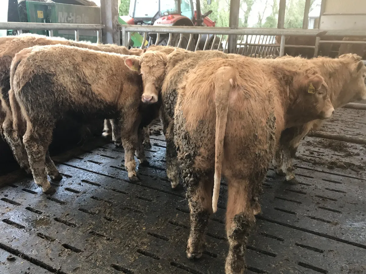 5 U Grade Bullocks - Image 2