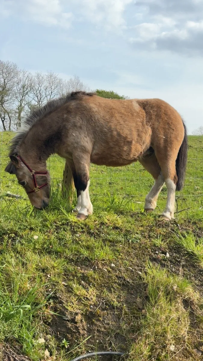 Pony for sale - Image 2