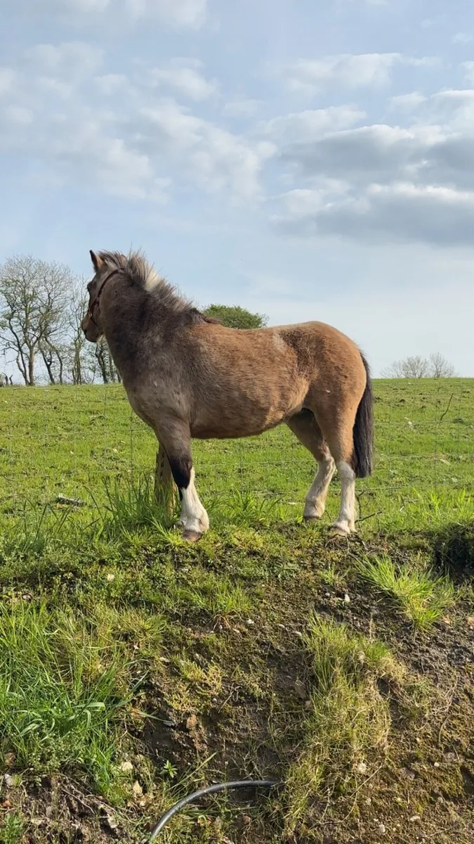 Pony for sale - Image 3