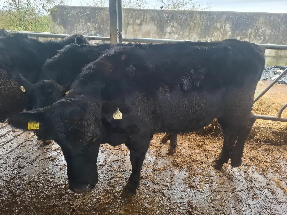 Angus Springers & Holstein Fresian Heifers - Image 1