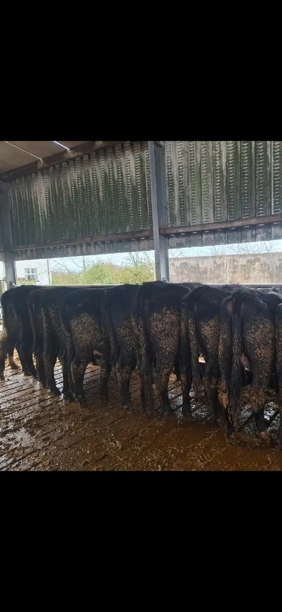 Angus Springers & Holstein Fresian Heifers - Image 2