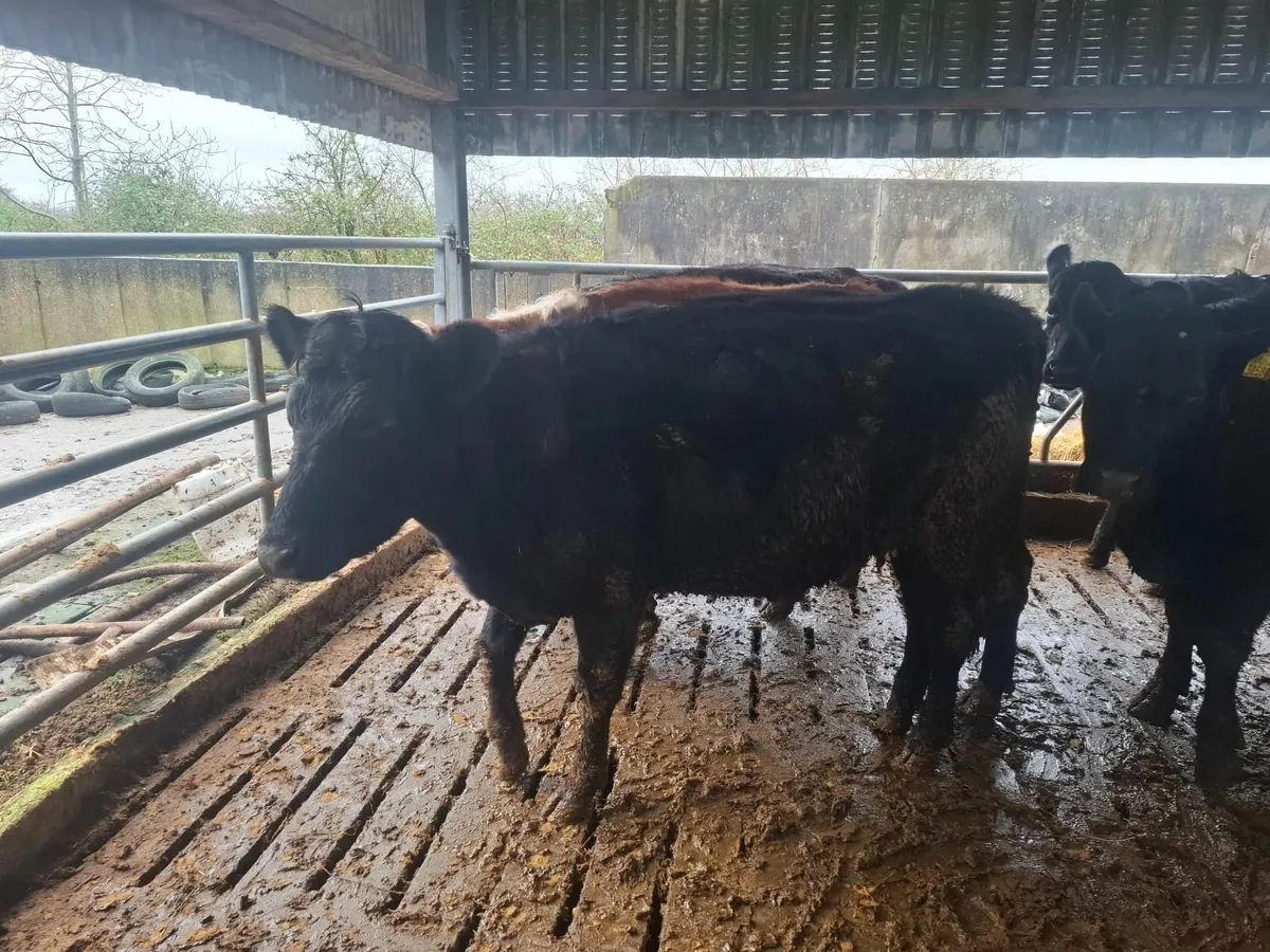 Angus Springers & Holstein Fresian Heifers - Image 3
