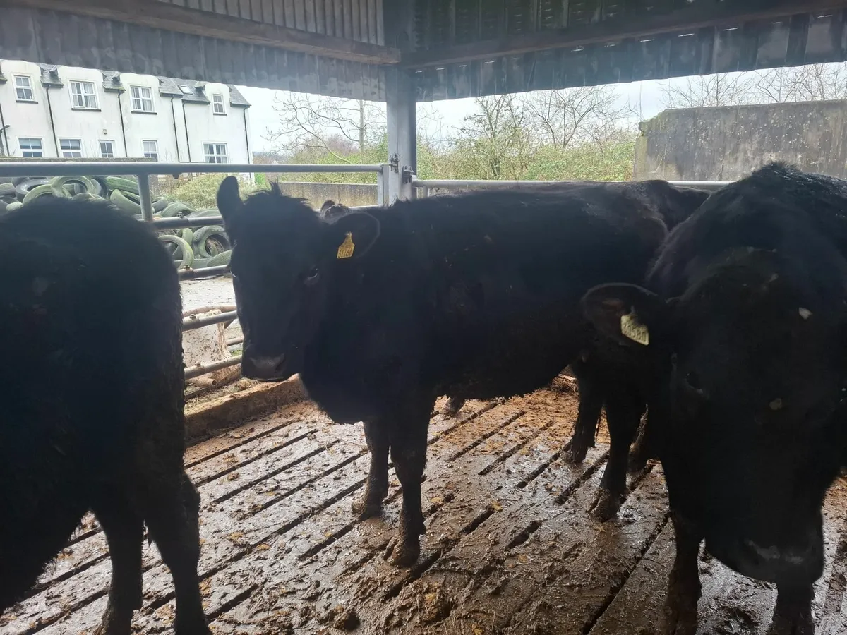 Angus Springers & Holstein Fresian Heifers - Image 4