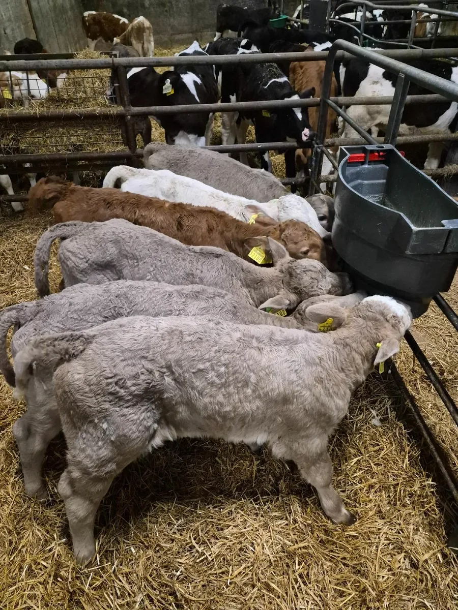Selection of Calves for Sale - Image 2