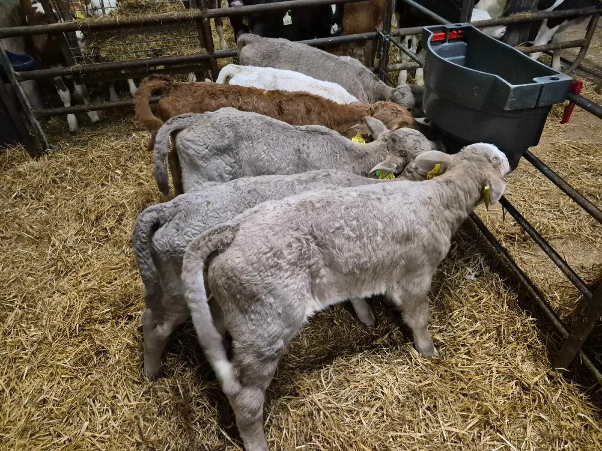 Selection of Calves for Sale - Image 3