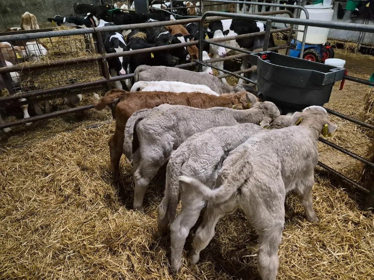 Selection of Calves for Sale - Image 4