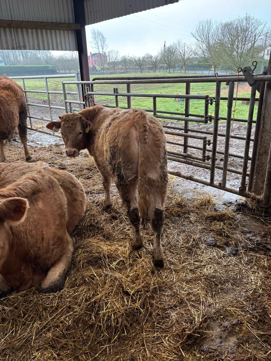 Organic heifers - Image 2