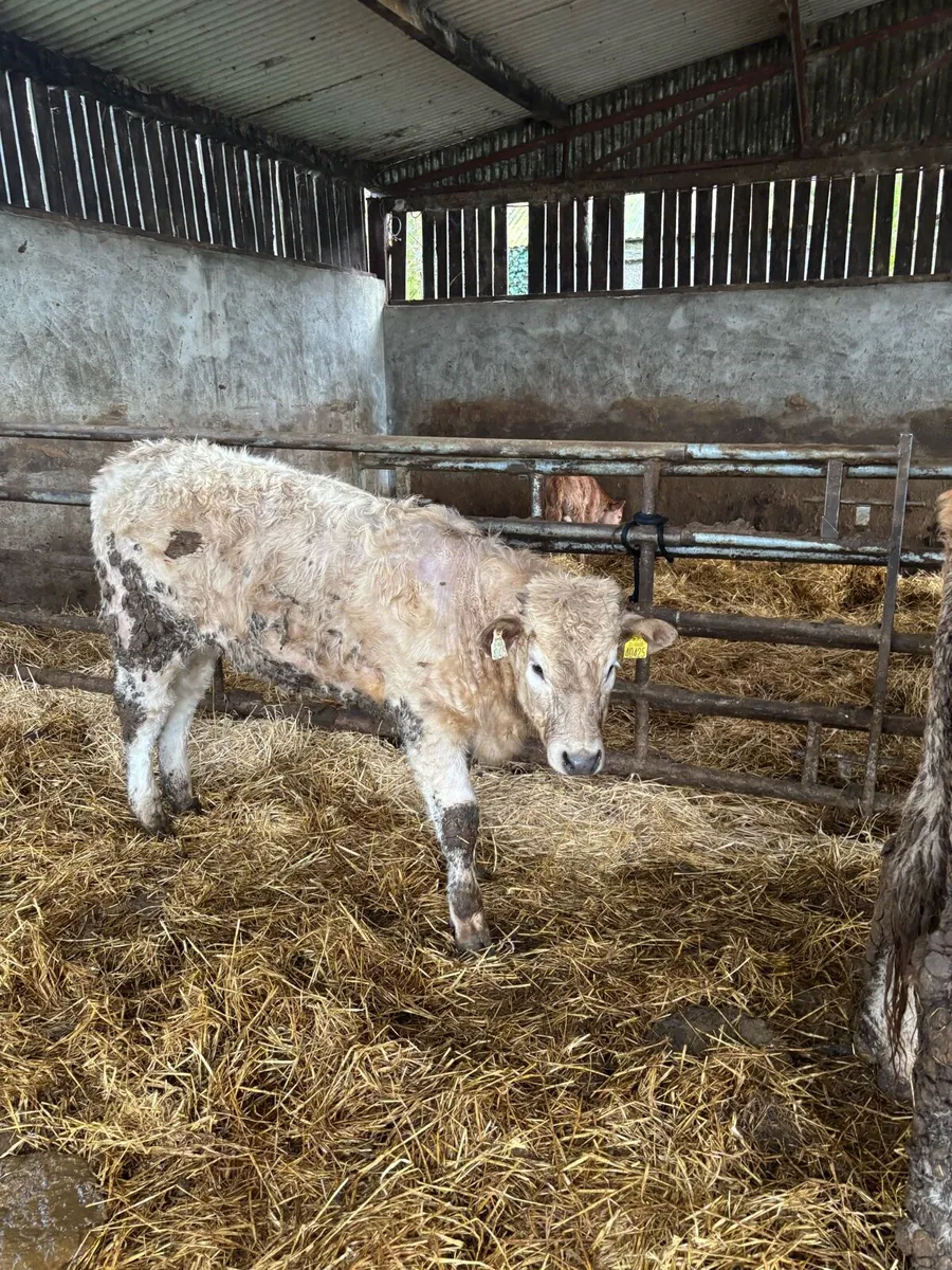 Organic heifers - Image 3