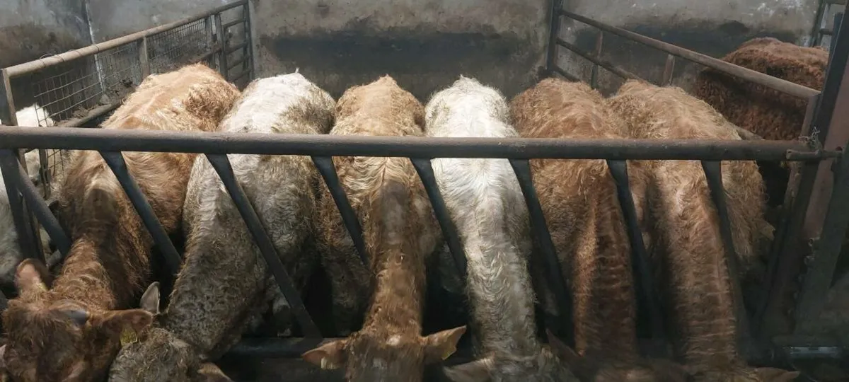 2025 WEANLING BULLOCKS - Image 1