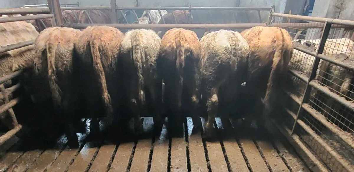 2025 WEANLING BULLOCKS - Image 2