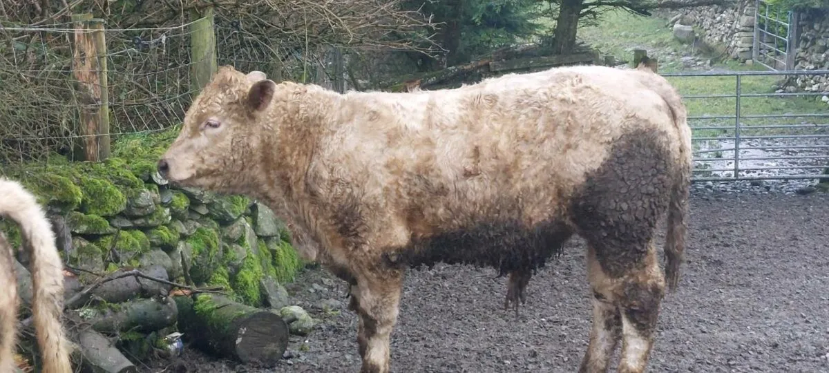 2025 WEANLING BULLOCKS - Image 3