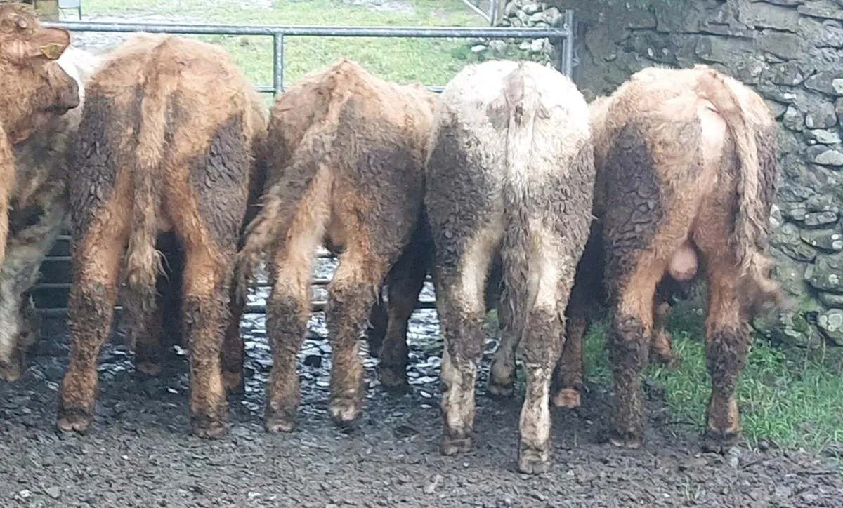 2025 WEANLING BULLOCKS - Image 4