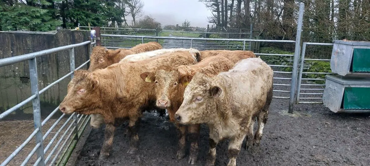 2025 WEANLING BULLOCKS - Image 1