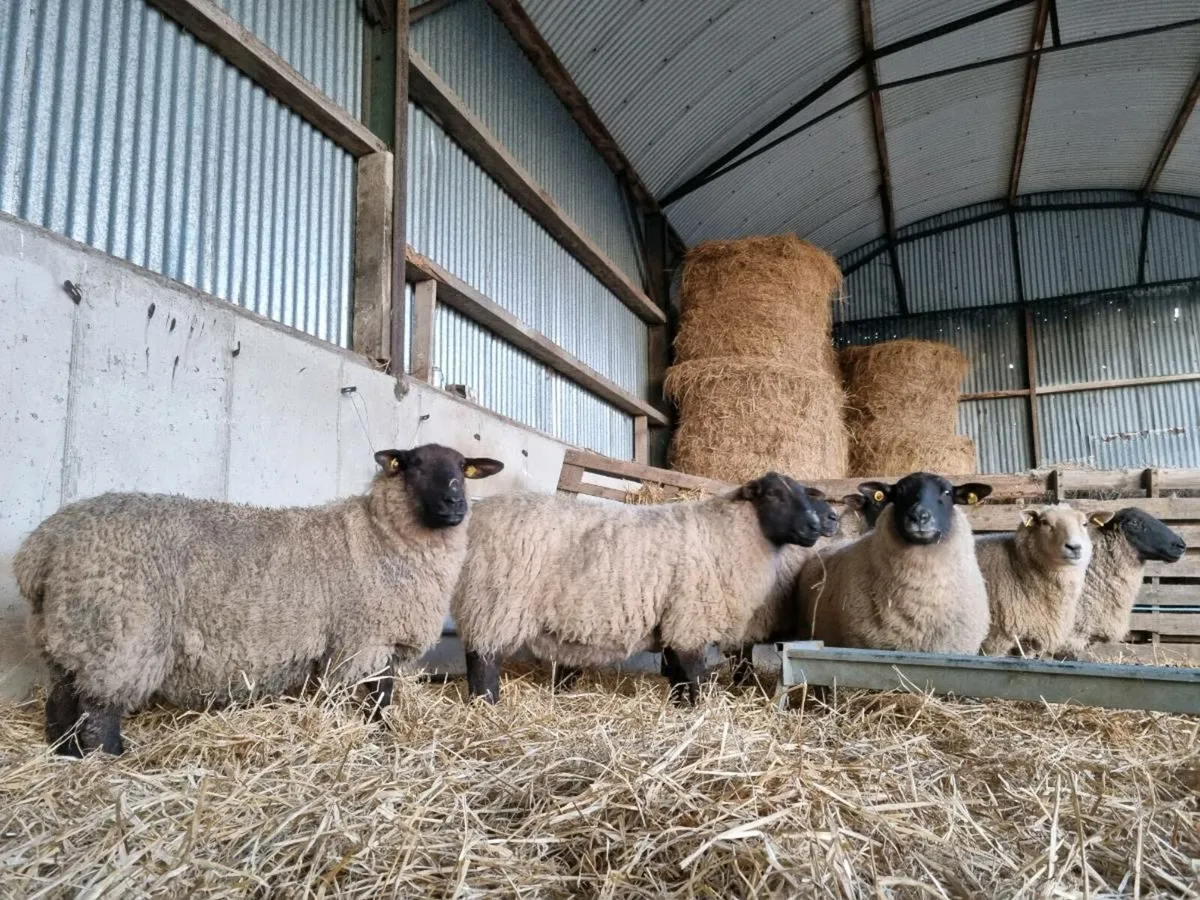 Ewes in lamb with triplets - Blessington Tuesday - Image 3