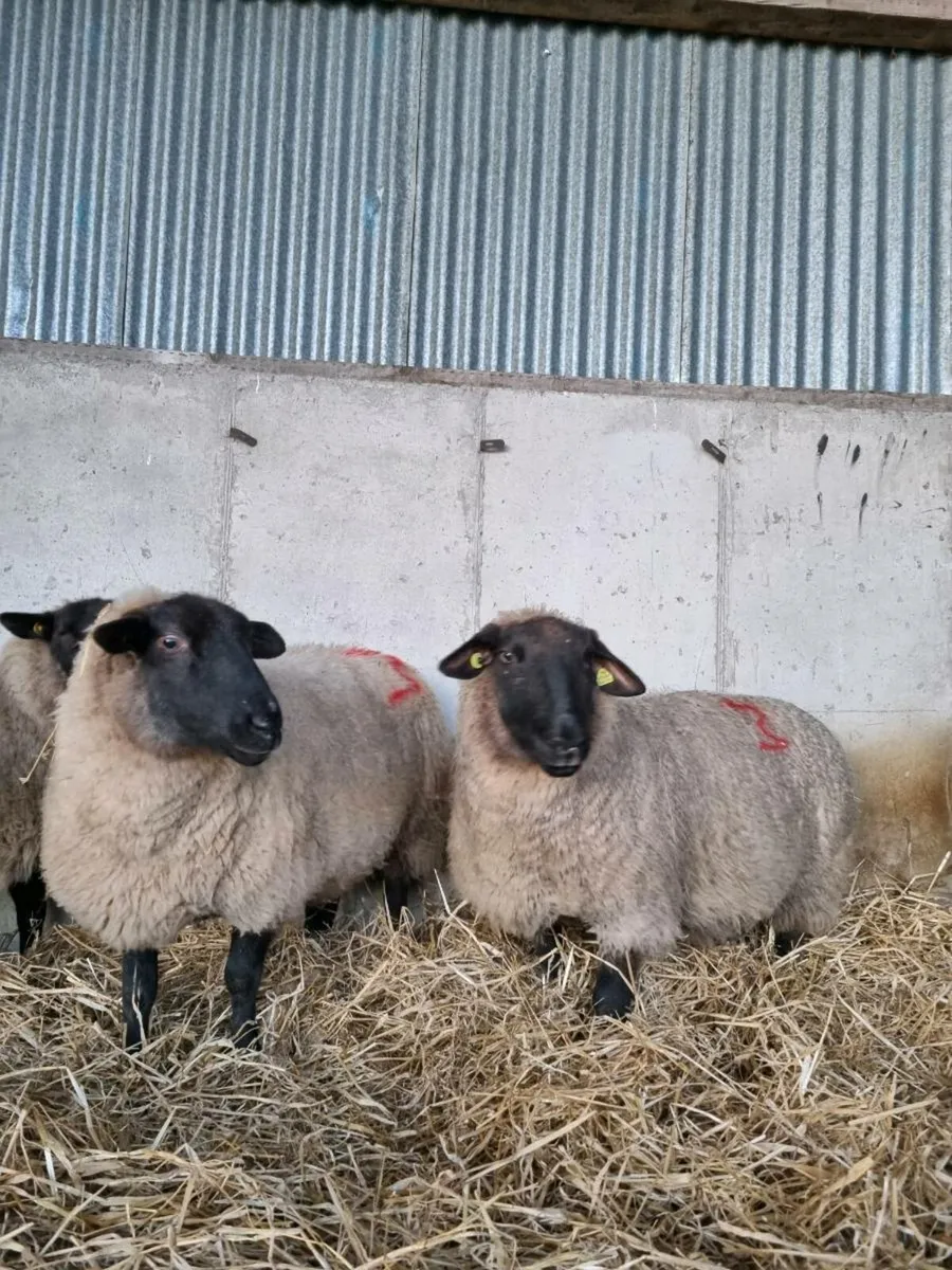 Ewes in lamb with triplets - Blessington Tuesday - Image 4