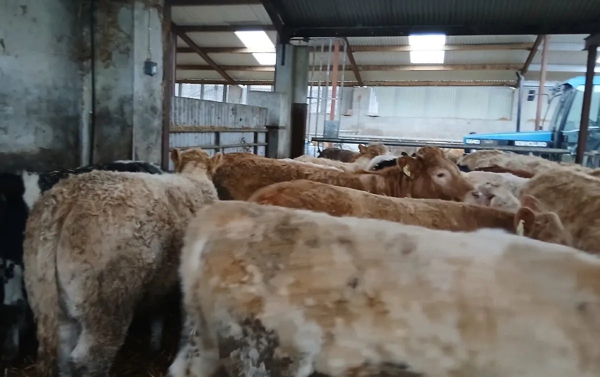 15 U&R grade weanling heifers - Image 1