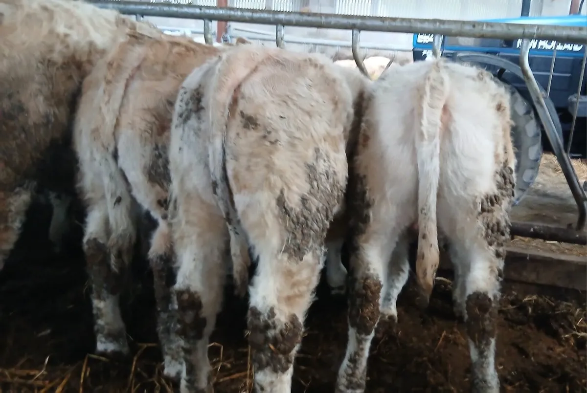 15 U&R grade weanling heifers - Image 2