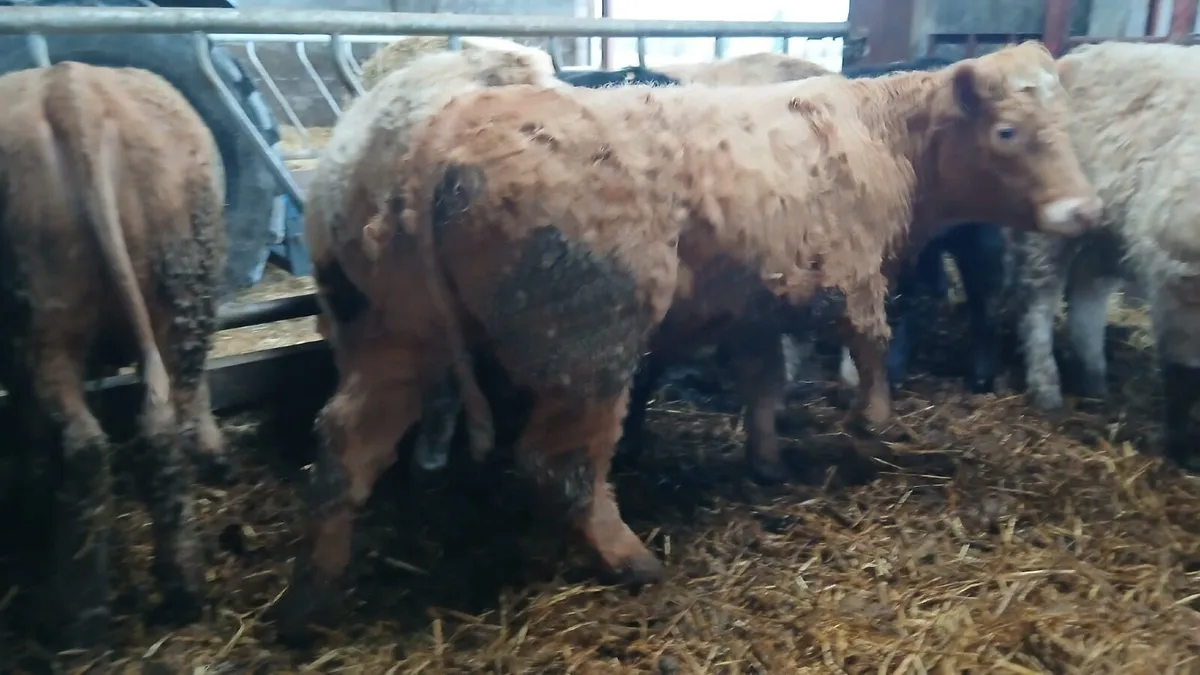 15 U&R grade weanling heifers - Image 3