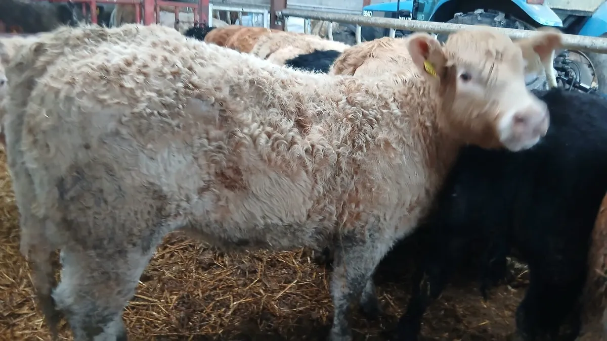 15 U&R grade weanling heifers - Image 4