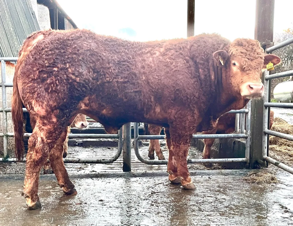 Limousin Bulls - Image 2