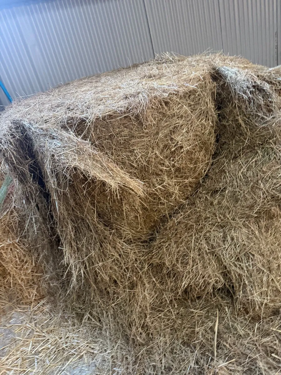 Hay for sale