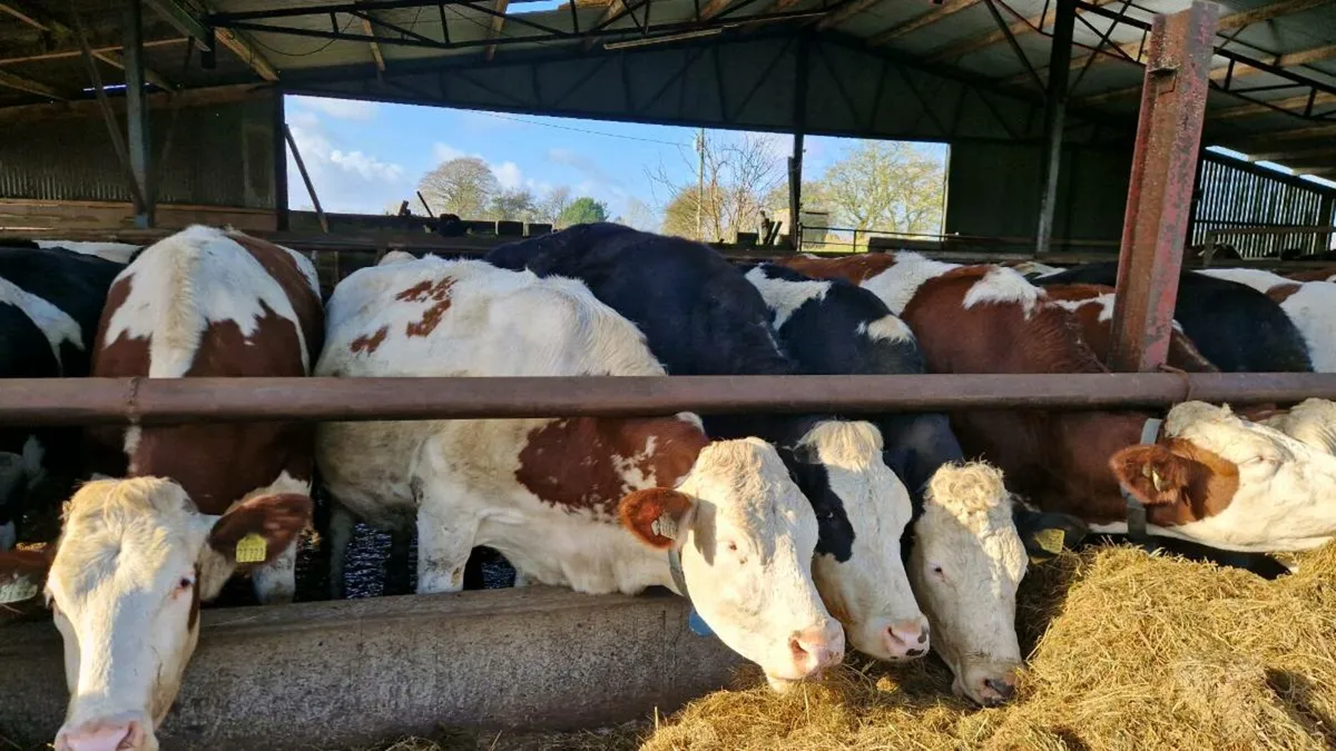 Montbeliarde incalf cows - Image 2