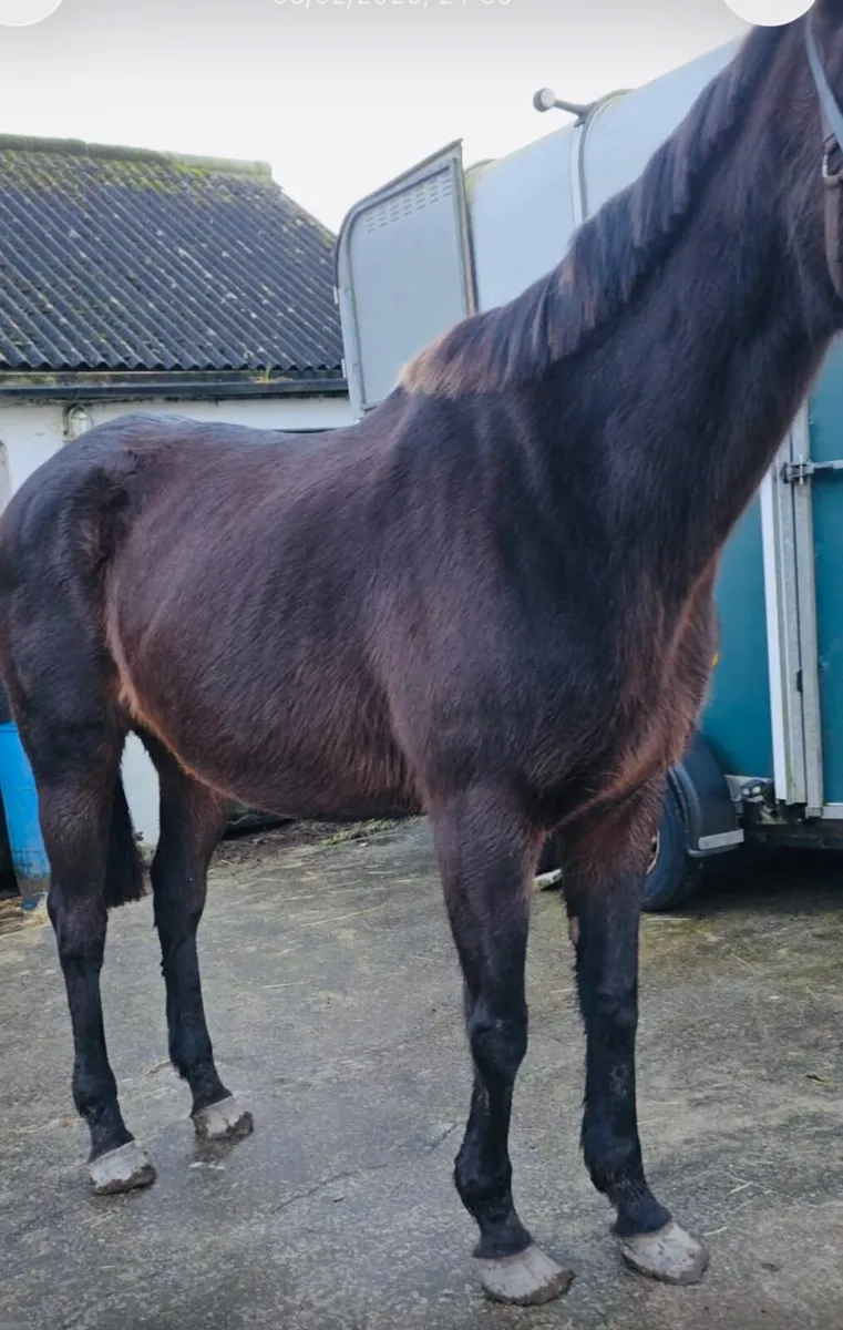 🐎 9 Thoroughbred Horses for Sale - Image 1