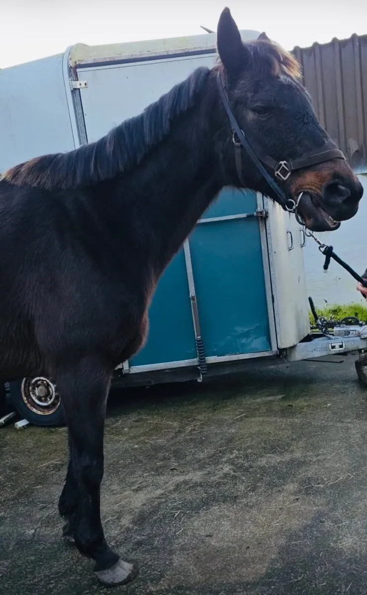 🐎 9 Thoroughbred Horses for Sale - Image 2