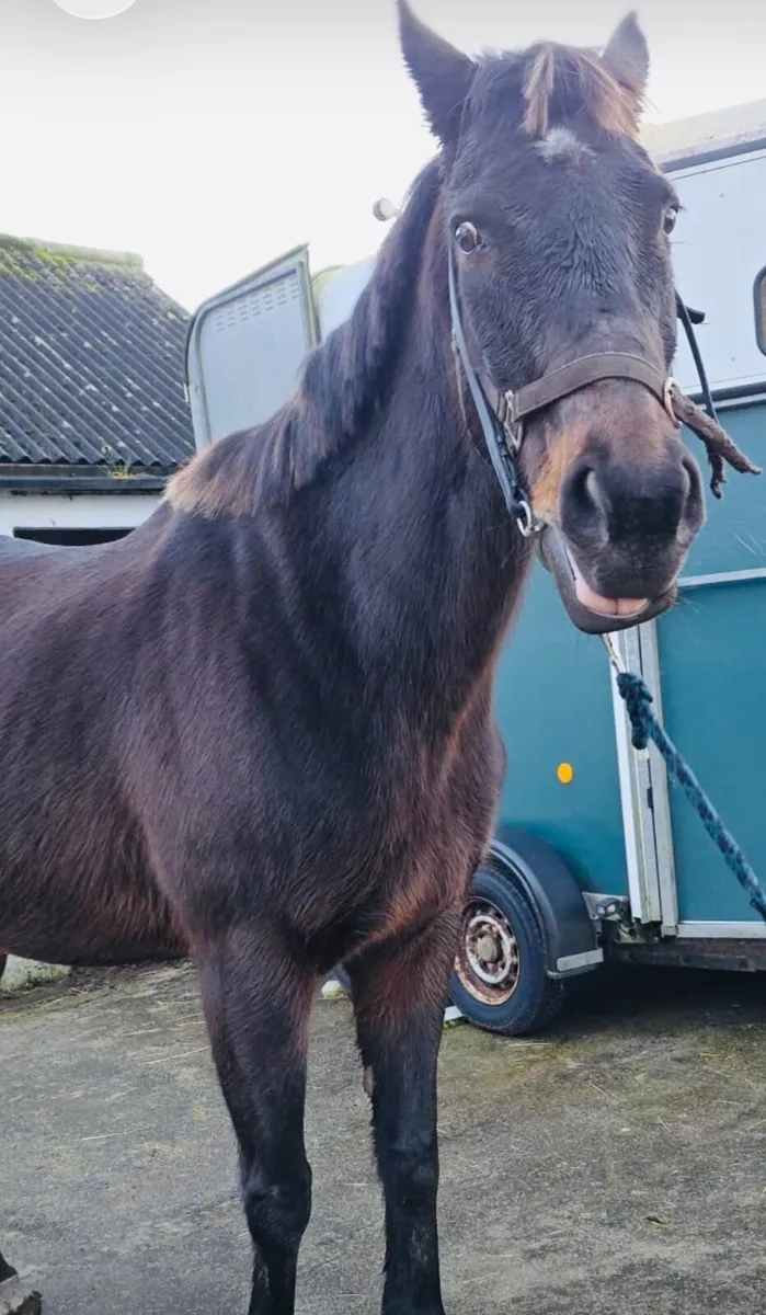 🐎 9 Thoroughbred Horses for Sale - Image 3