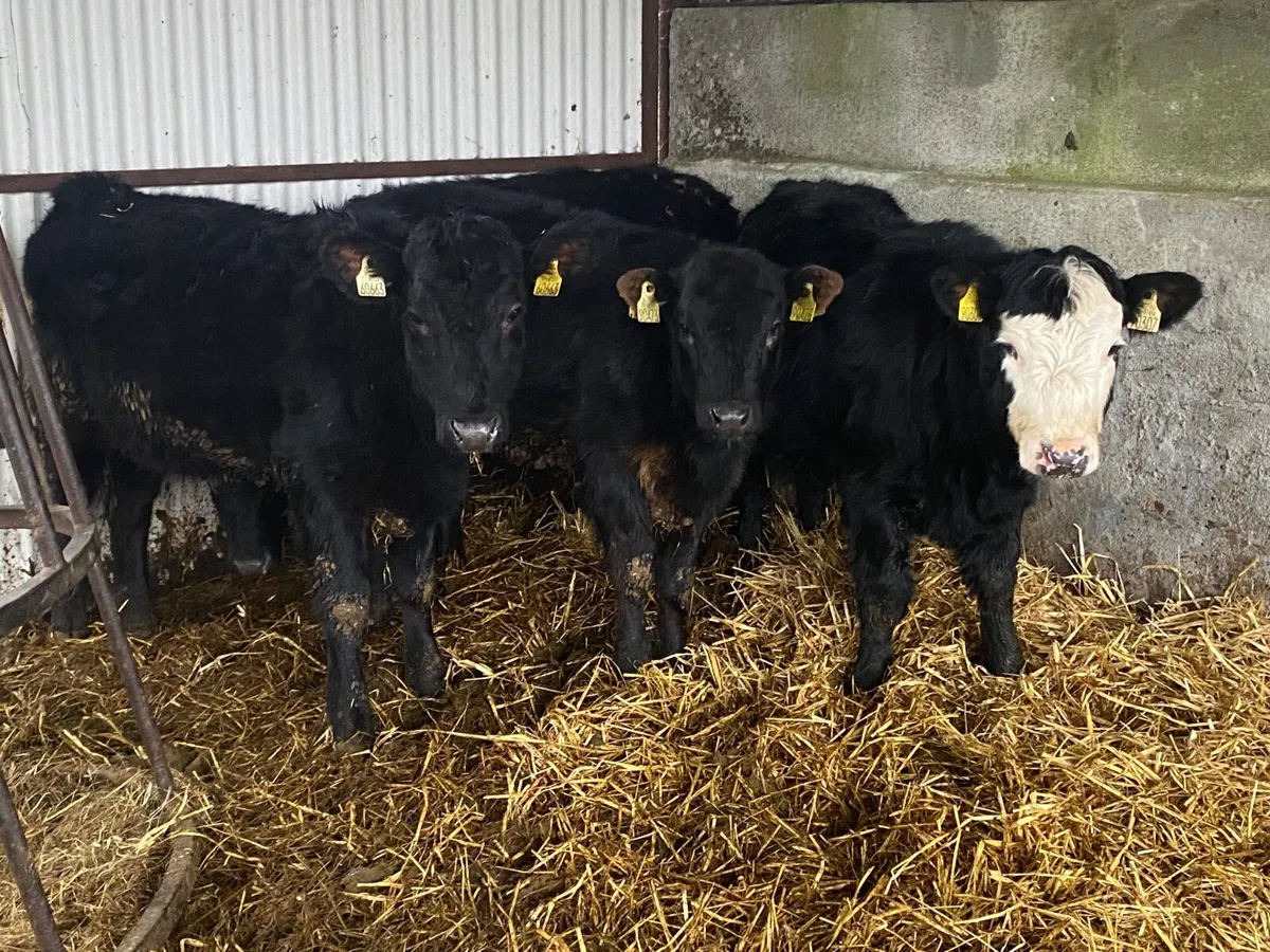 4 Super Weanling Heifers - Image 1