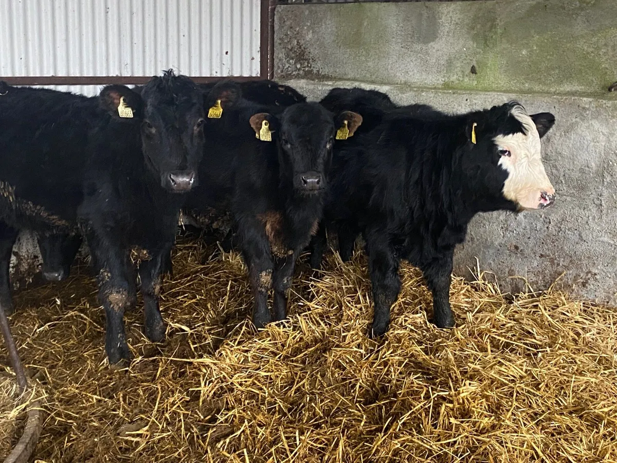 4 Super Weanling Heifers - Image 2