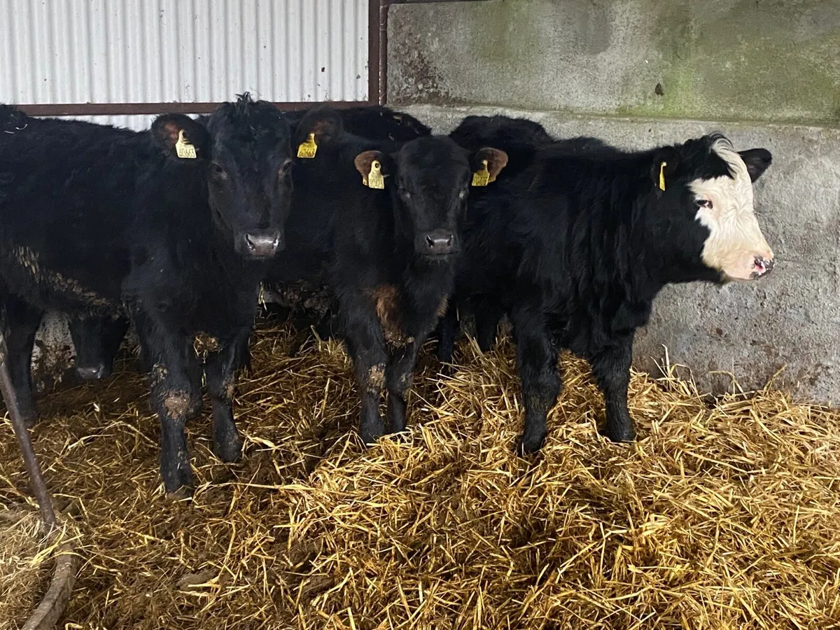 4 Super Weanling Heifers - Image 3