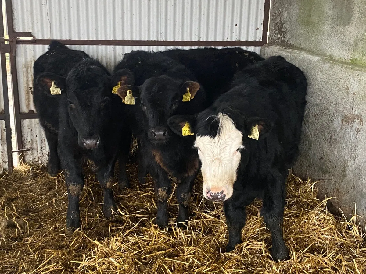 4 Super Weanling Heifers - Image 4