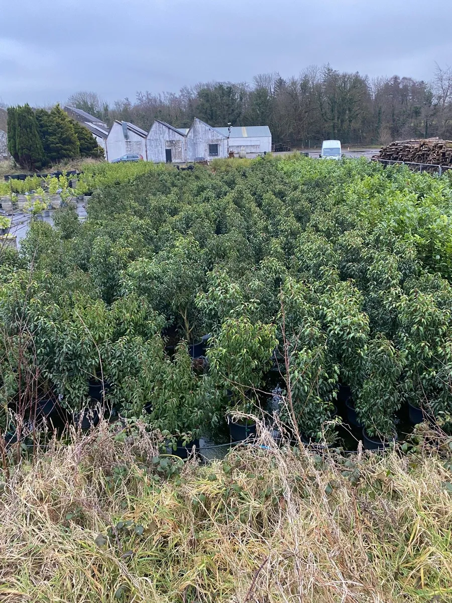 MATURE PORTUGUESE LAUREL  4-5-6fts - Image 3