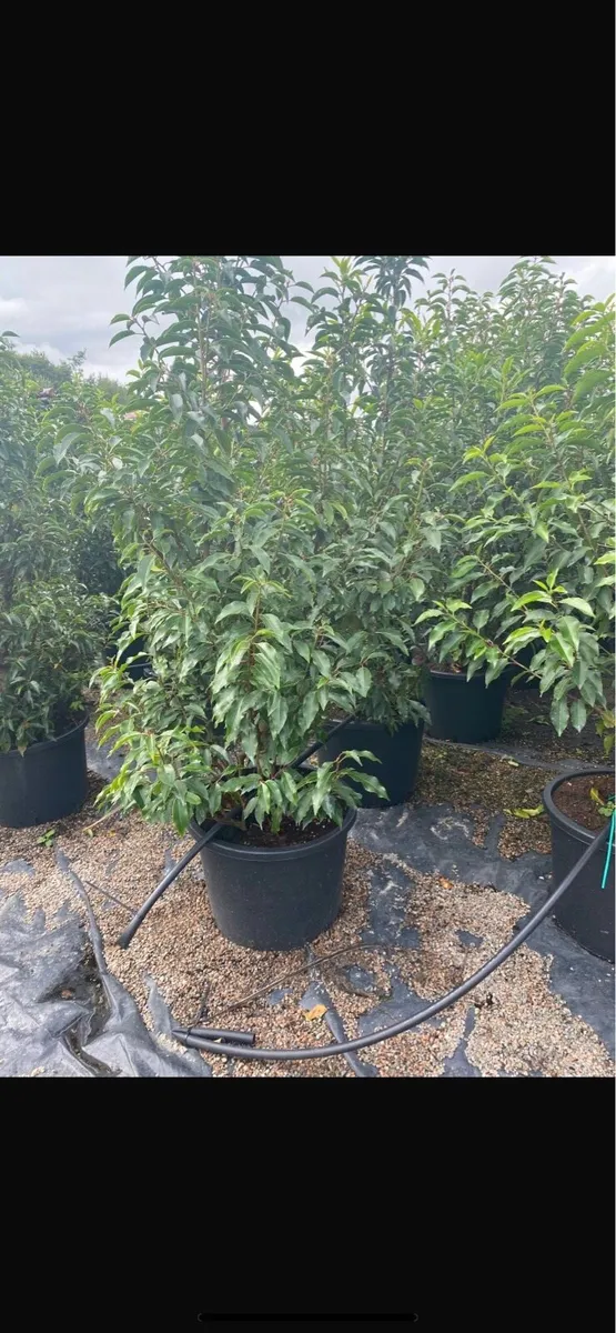 MATURE PORTUGUESE LAUREL  4-5-6fts - Image 1