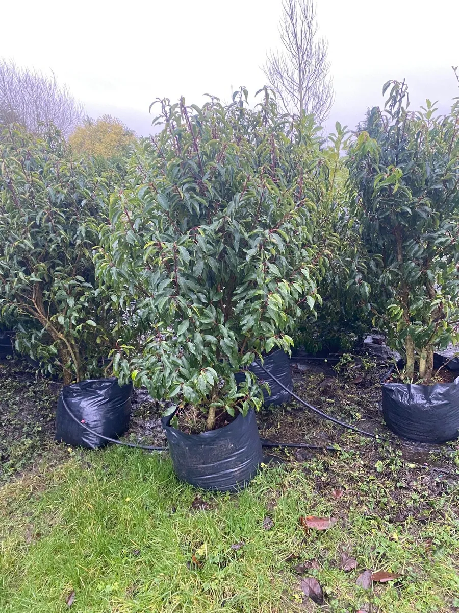 MATURE PORTUGUESE LAUREL  4-5-6fts - Image 2