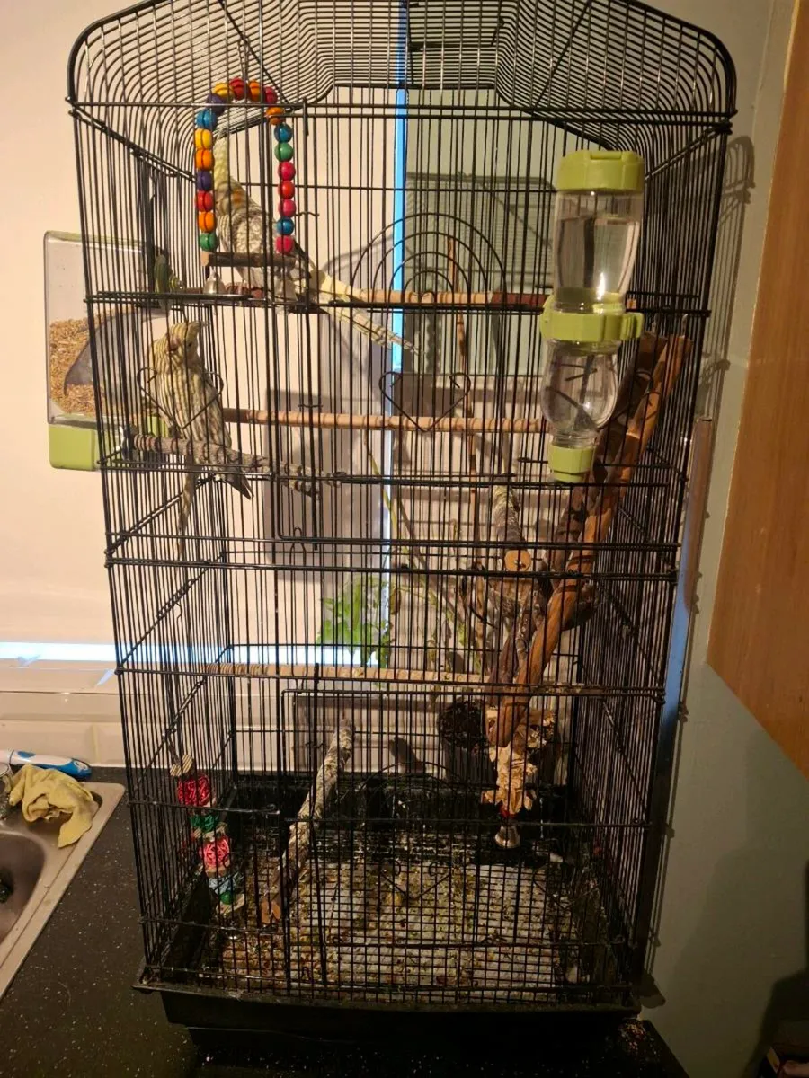 Cockatiels - Image 1