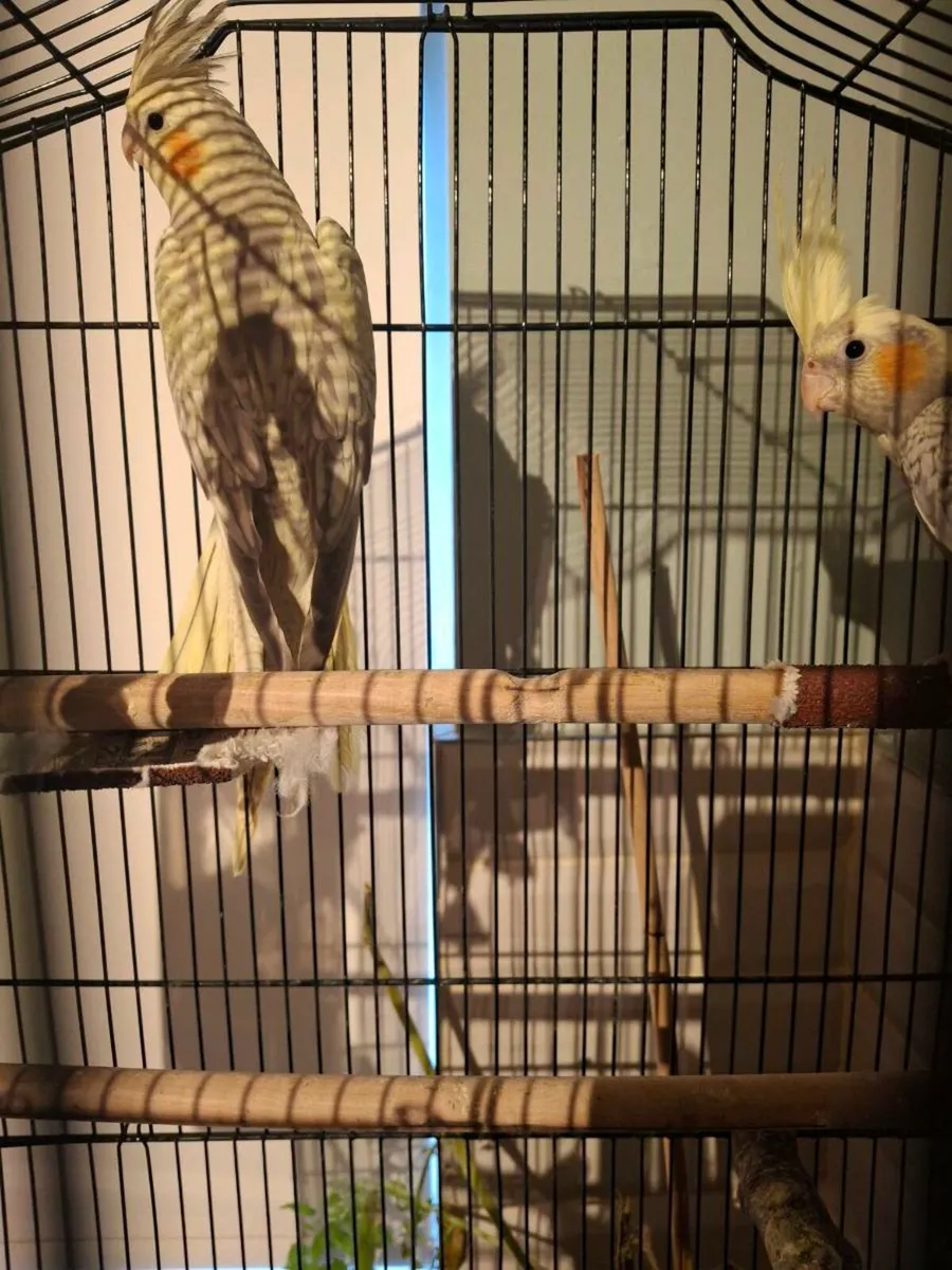 Cockatiels - Image 2
