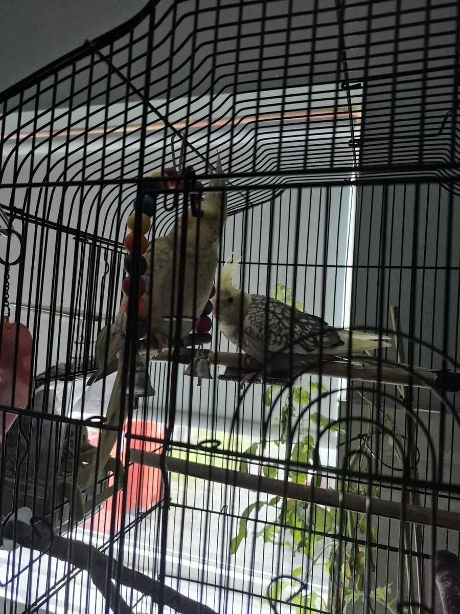 Cockatiels - Image 3