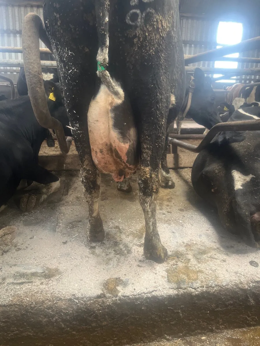 Milking cows - Image 2