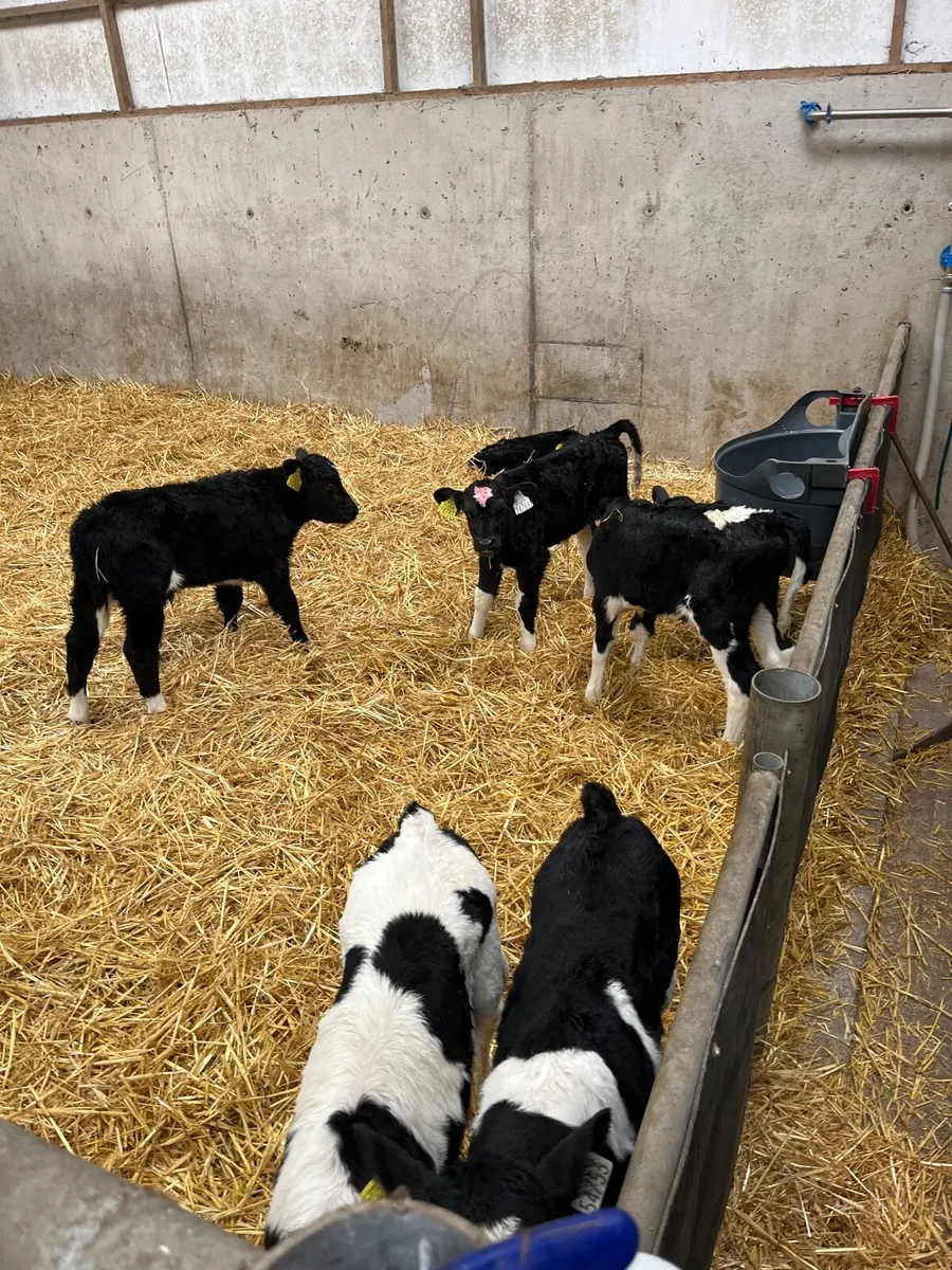 Friesian heifer calves - Image 1