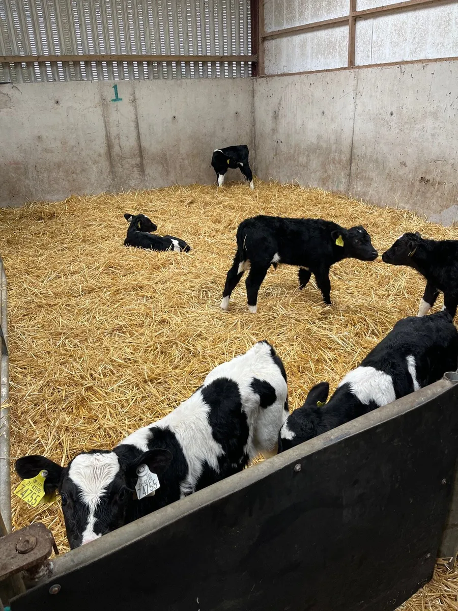 Friesian heifer calves - Image 2