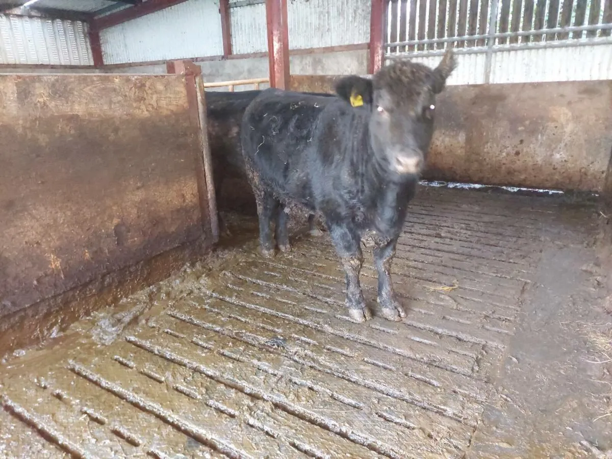 Pedigree incalf Angus heifers. - Image 2