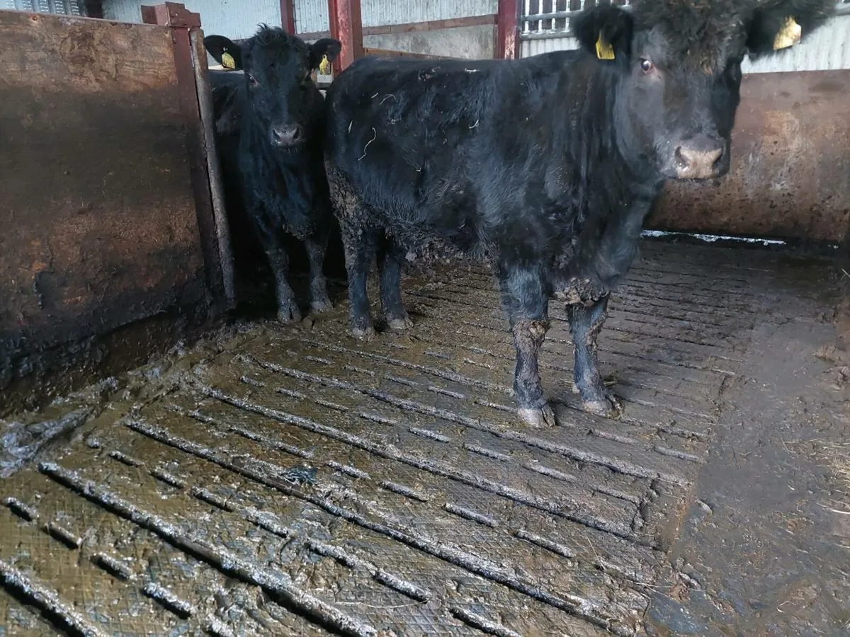 Pedigree incalf Angus heifers. - Image 3