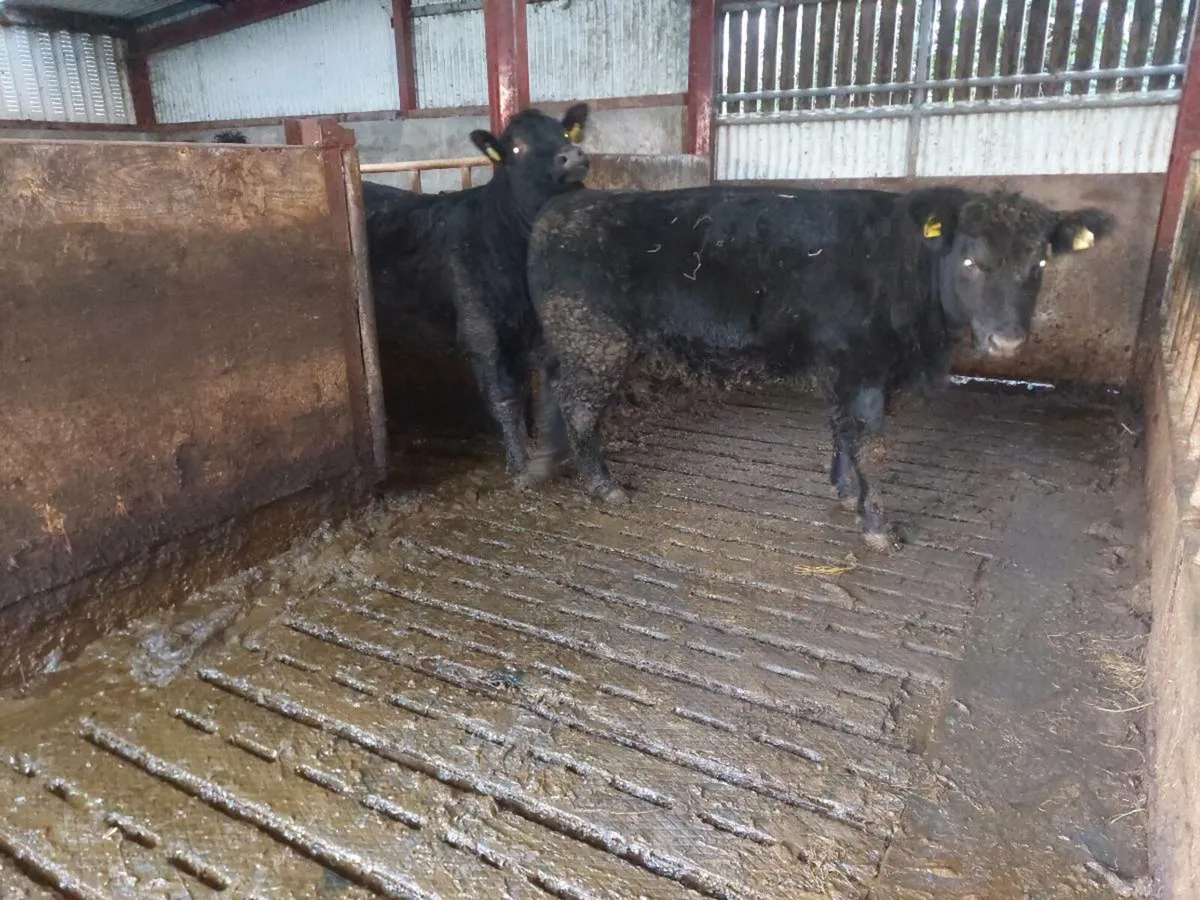 Pedigree incalf Angus heifers. - Image 4